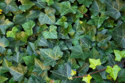 Get Professional Vine Removal To Prevent The Spread and Overgrowth!