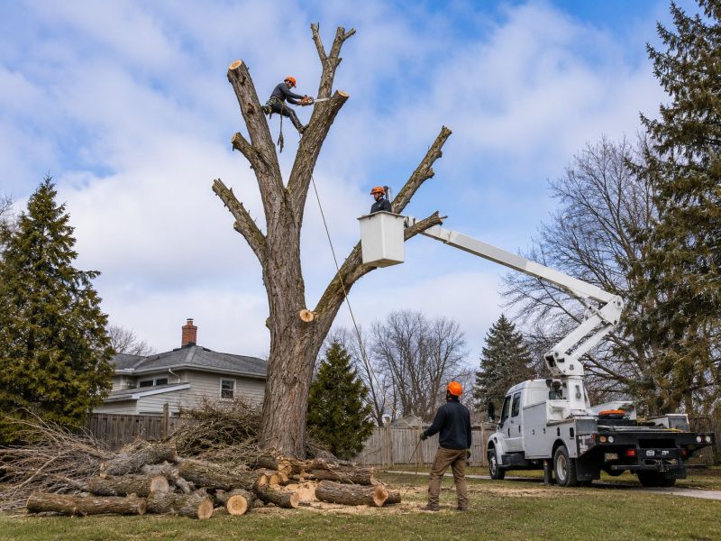 Elm Tree Removal in Pottstown, PA