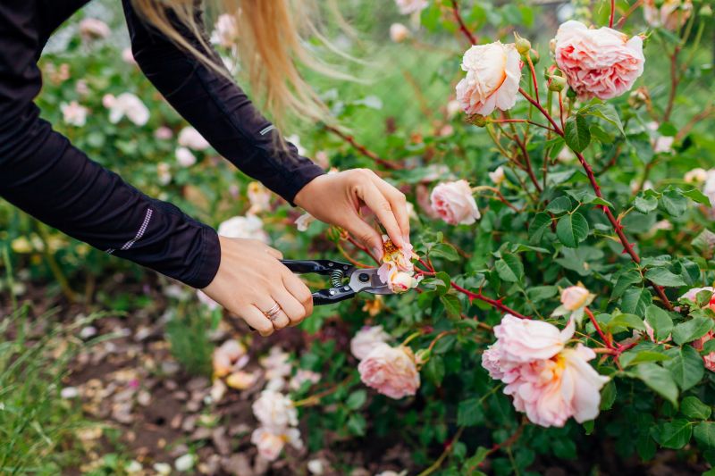 Knockout Roses Pruning in Aiken, SC