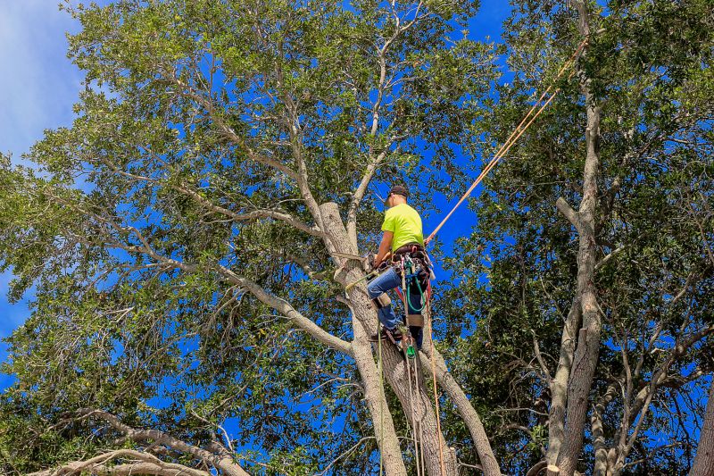 Oak Tree Pruning in Allentown, PA