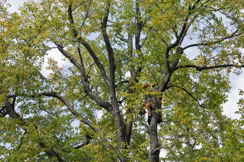 Tree Canopy Thinning in Allentown, PA