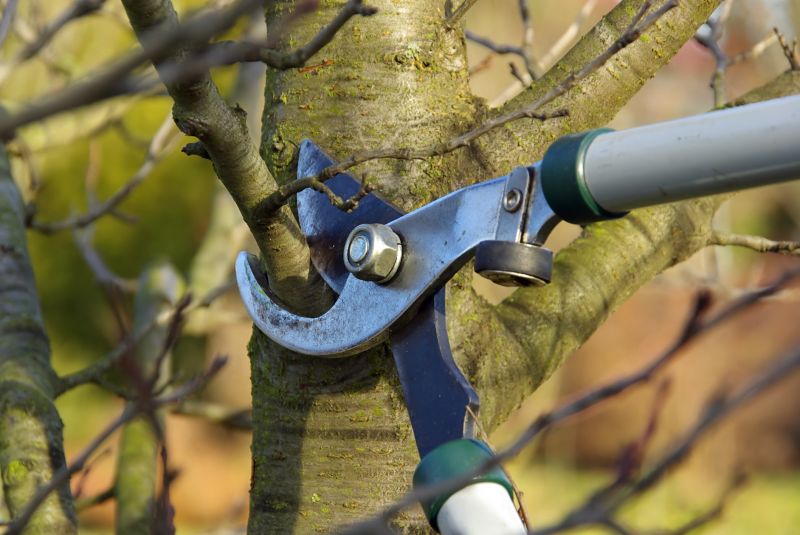 Apple Tree Pruning in Doylestown, PA
