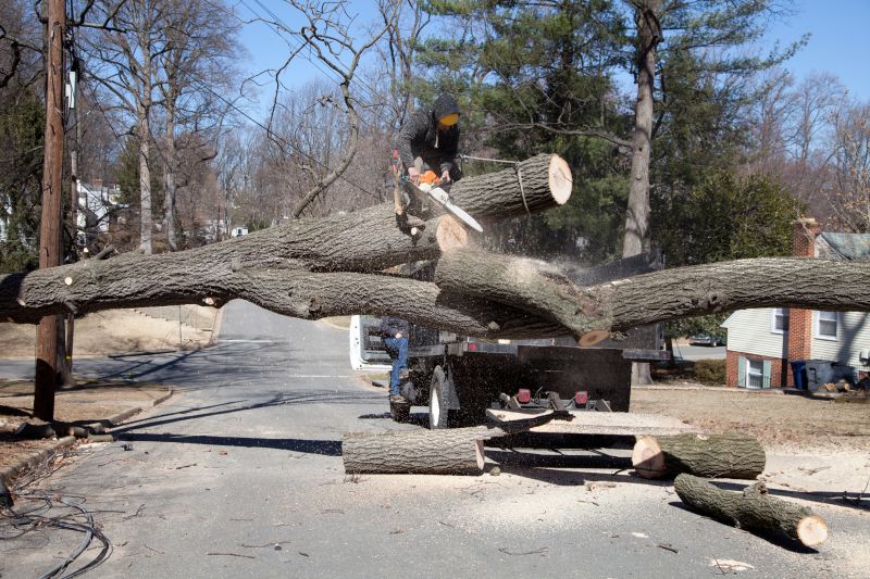 Apple Tree Removal in Allentown, PA