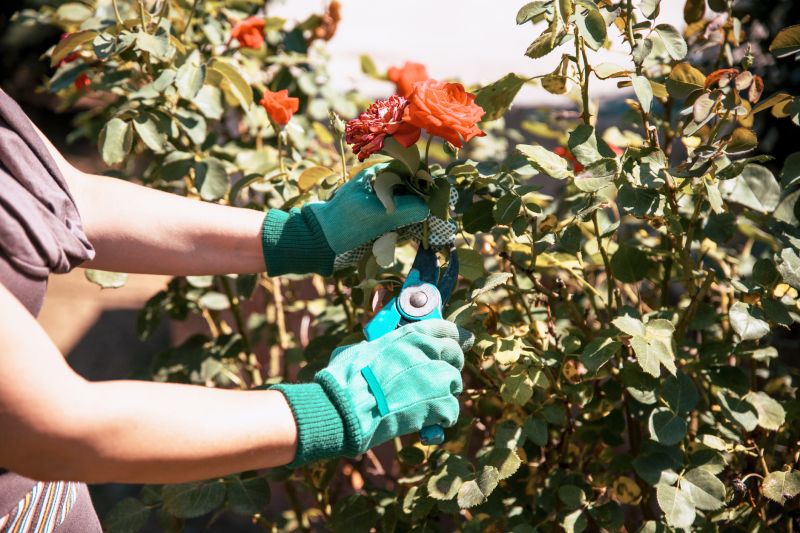 Bush Pruning in Aiken, SC