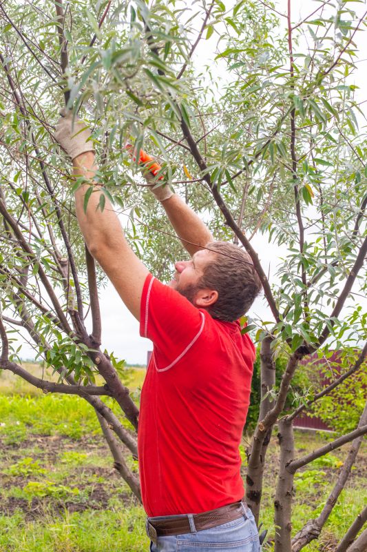 Cedar Tree Pruning in San Jose, CA