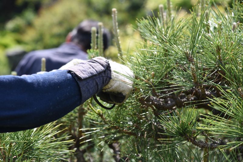 Cedar Tree Pruning in San Jose, CA