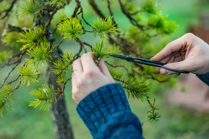 Cedar Tree Pruning in Reno, NV