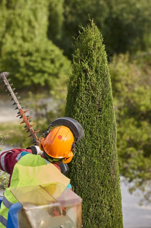 Cypress Tree Trimming in Doylestown, PA