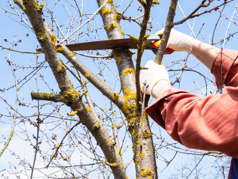 Dead Branch Removal in San Jose, CA