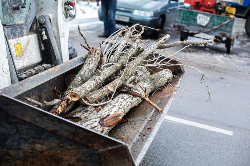 Dead Branch Removal in Doylestown, PA