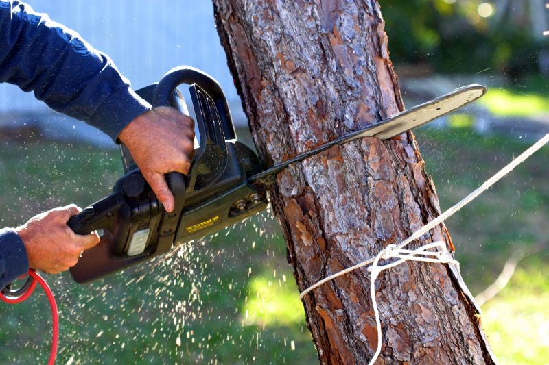 Dead Tree Removal in San Jose, CA
