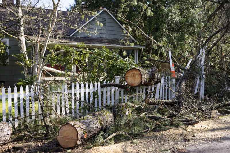 Deadwood Removal in Reno, NV