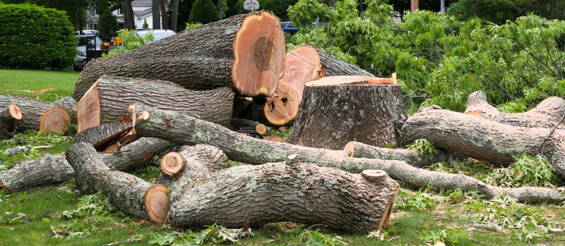 Fallen Tree Removal in Pottstown, PA