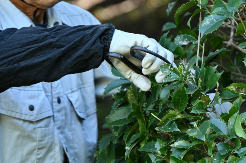 Hedge Pruning in Honolulu, HI