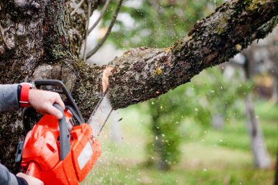 Hickory Tree Trimming in San Jose, CA