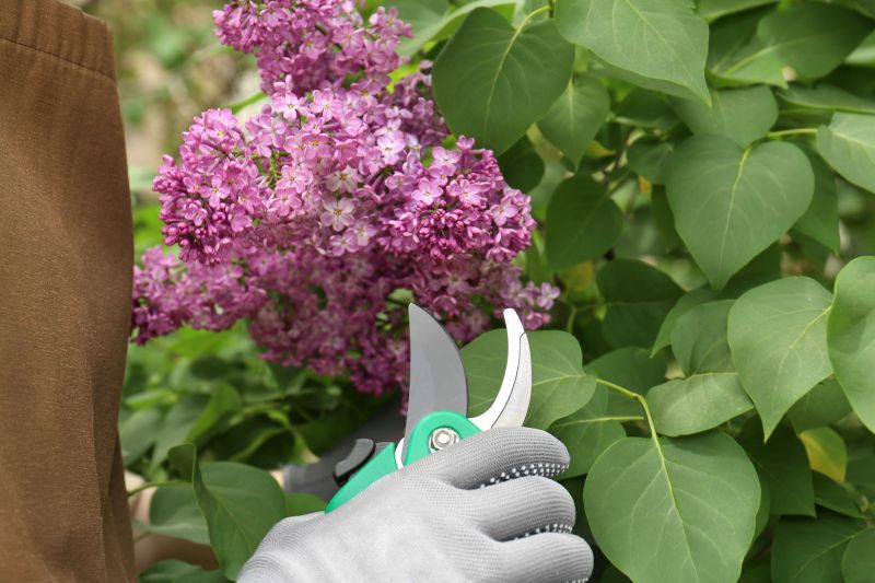 Hydrangea Pruning in Rockwall, TX