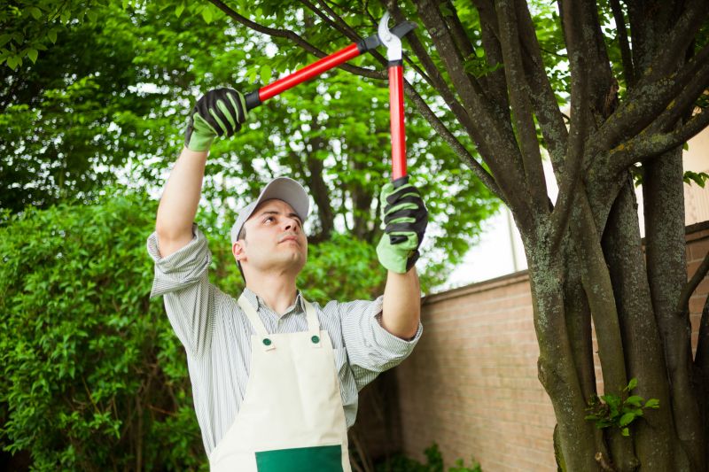 Limb Pruning in Allentown, PA