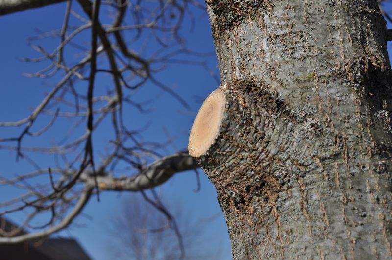 Limb Pruning in Allentown, PA