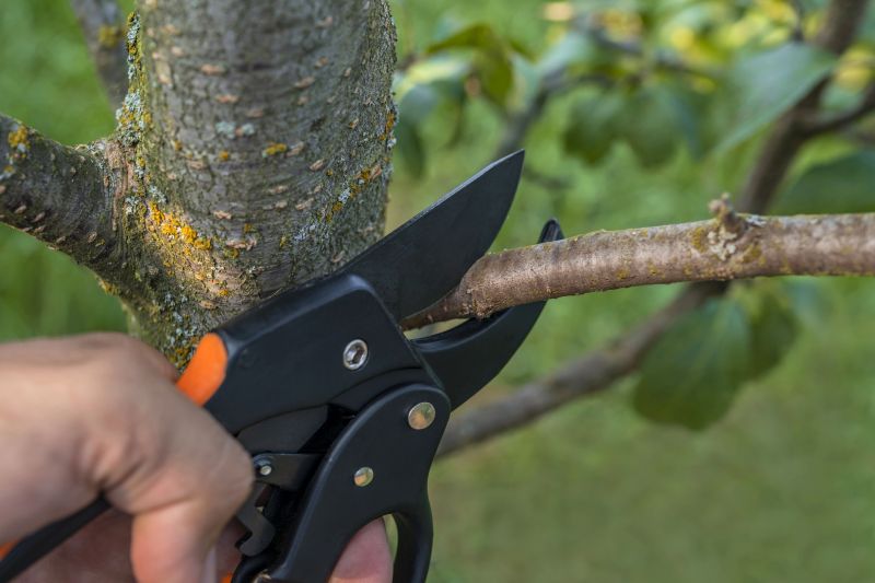Limb Pruning in Allentown, PA