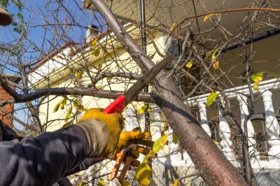 Limbs Trimming in San Jose, CA