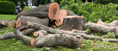 Mimosa Tree Removal in Doylestown, PA