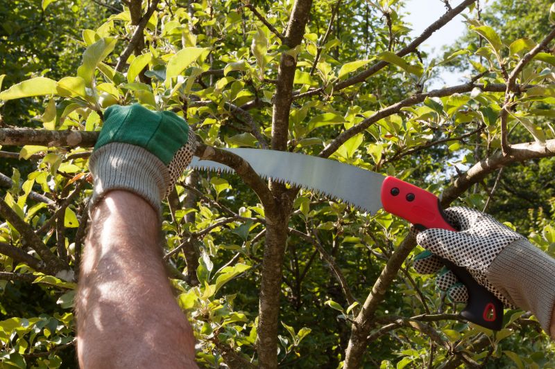 Peach Tree Pruning in Allentown, PA