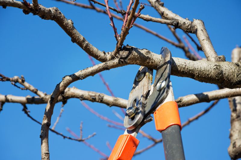Peach Tree Pruning in Allentown, PA