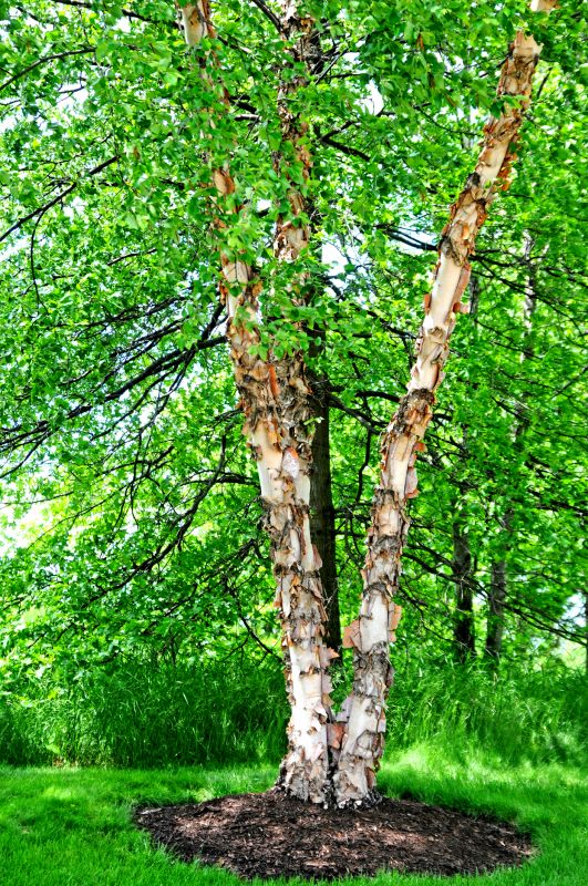 River Birch Trimming in San Jose, CA