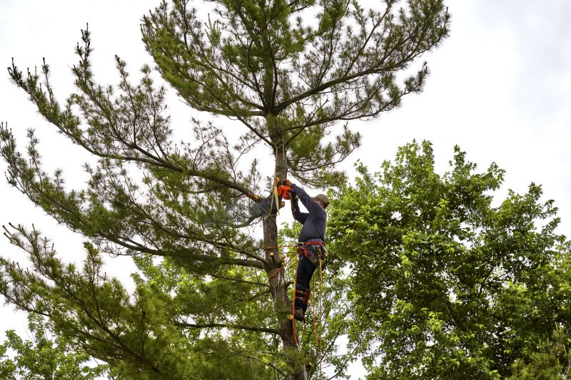 Spruce Tree Removal in Doylestown, PA