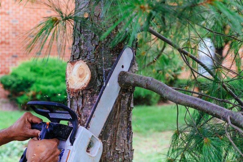 Tree Branch Cutting in San Jose, CA