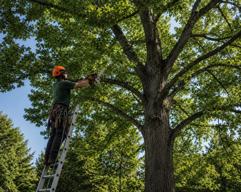 Tree Canopy Thinning in San Jose, CA