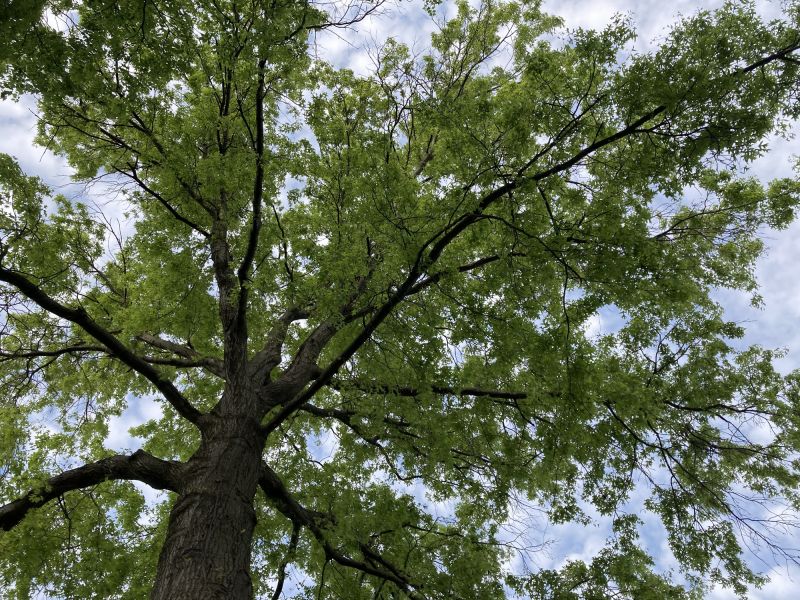 Tree Canopy Thinning in Reno, NV