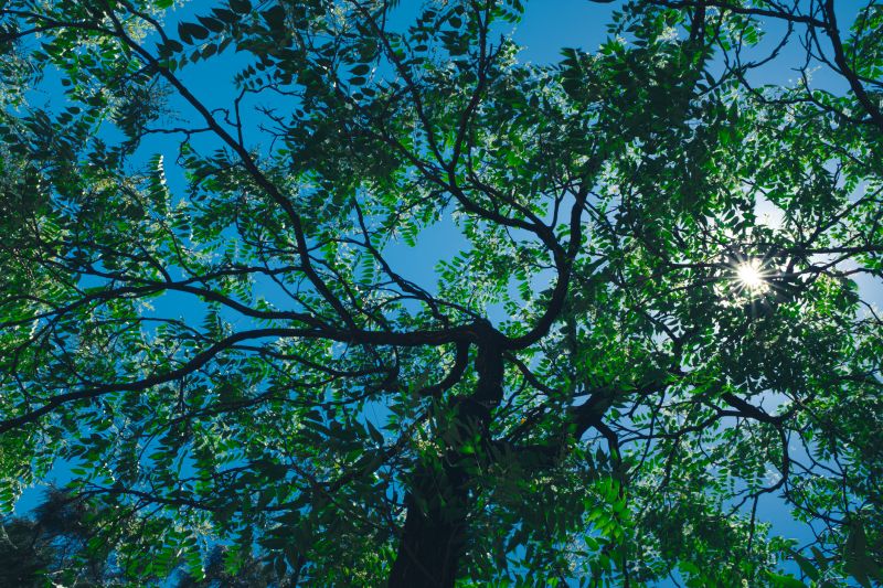 Tree Canopy Thinning in Doylestown, PA