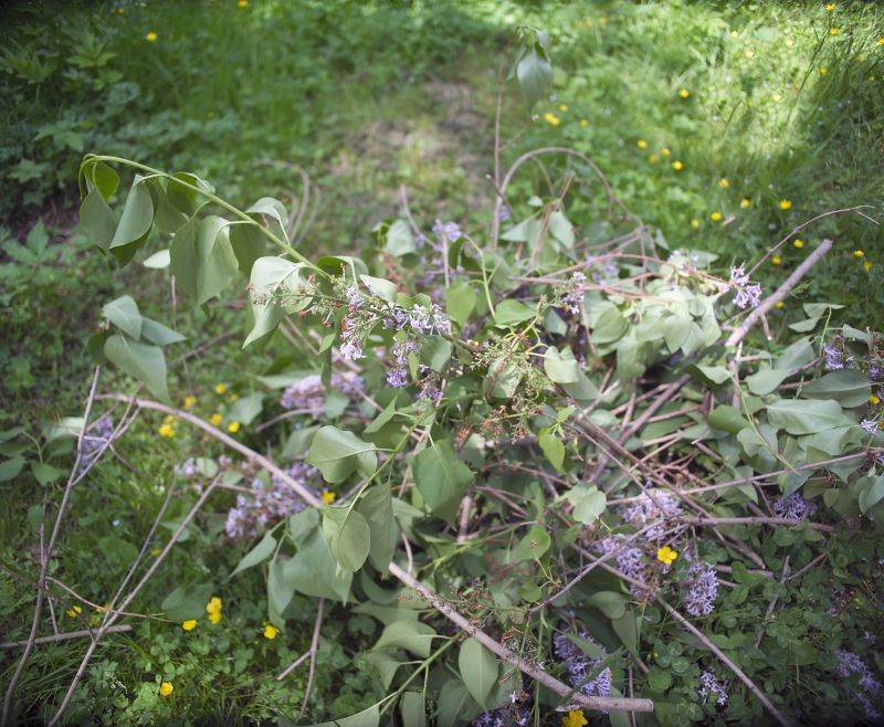 Vine Removal Cost Guide — Cost of Vine Removal