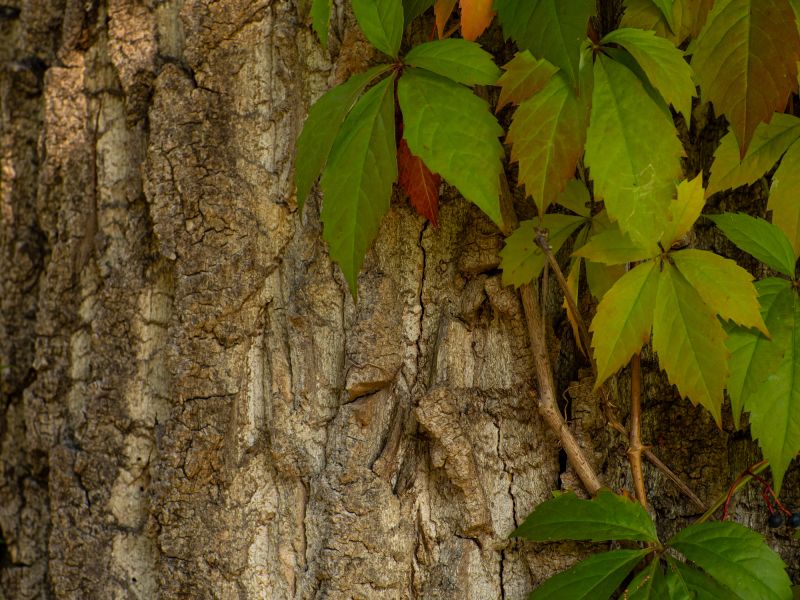 Vine Removal Cost Guide — Cost of Vine Removal