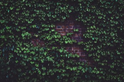Get Professional Vine Removal To Protect Structures!