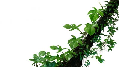 Enhance The Aesthetics of The Property With Professional Vine Removal Service!
