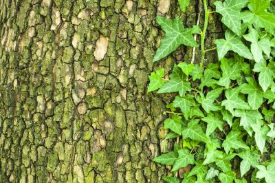Prevent Property Damage With Professional Vine Removal Service!